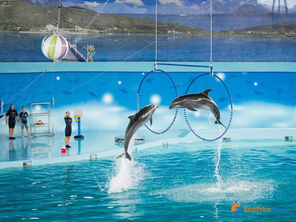 Dolphin show