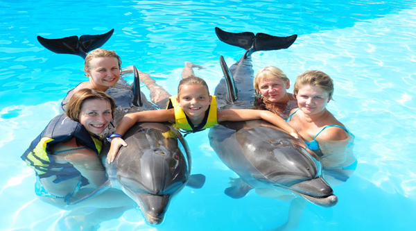 Swimming with Dolphins